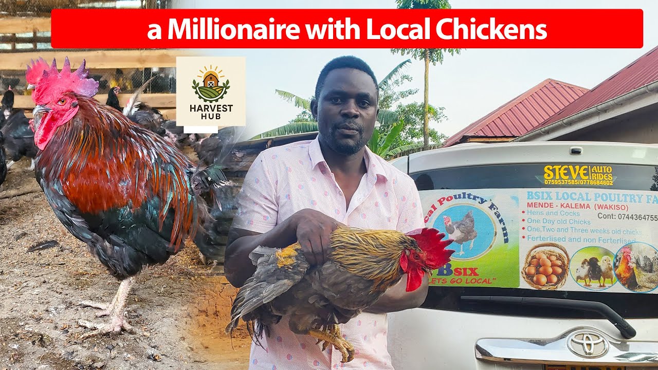 How I Became a Millionaire with Local Chickens in Uganda @bsixlocalpoultryfarm5874