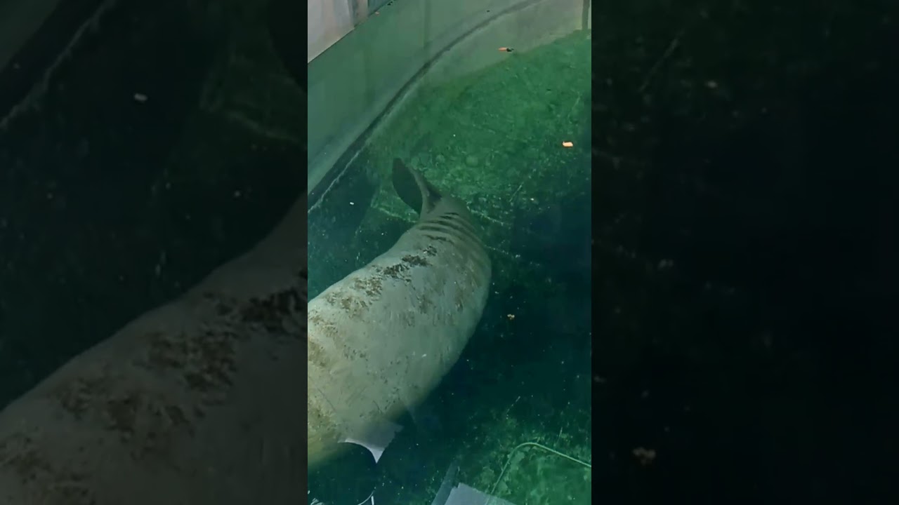 【お顔を見せて】アメリカマナティーのベルグくんとニールちゃん  #水族館 #aquarium #香川県 #アメリカマナティー