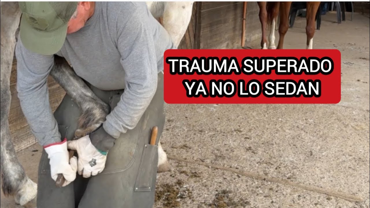 DURANTE AÑOS TUVIERON QUE SEDARLO PARA PODER HERRARLO, EN SOLO UNA VISITA YA NO HIZO FALTA .