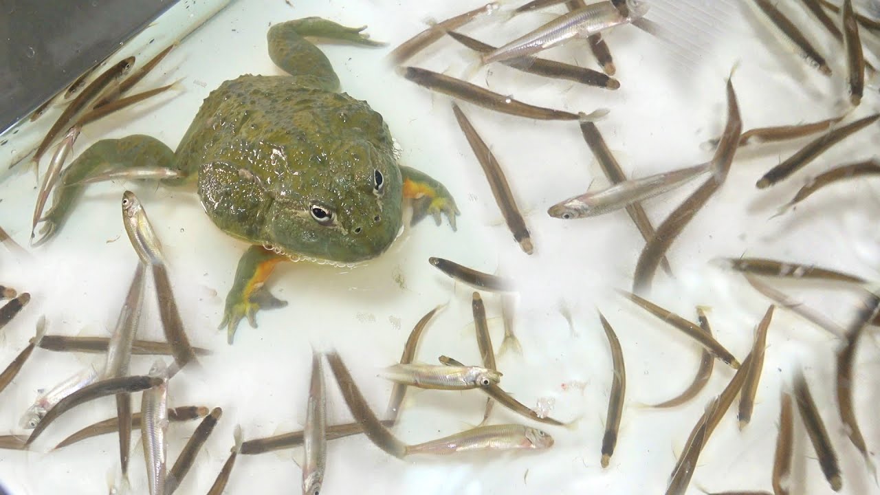 大量の魚群にカエルを投入したら食欲爆発