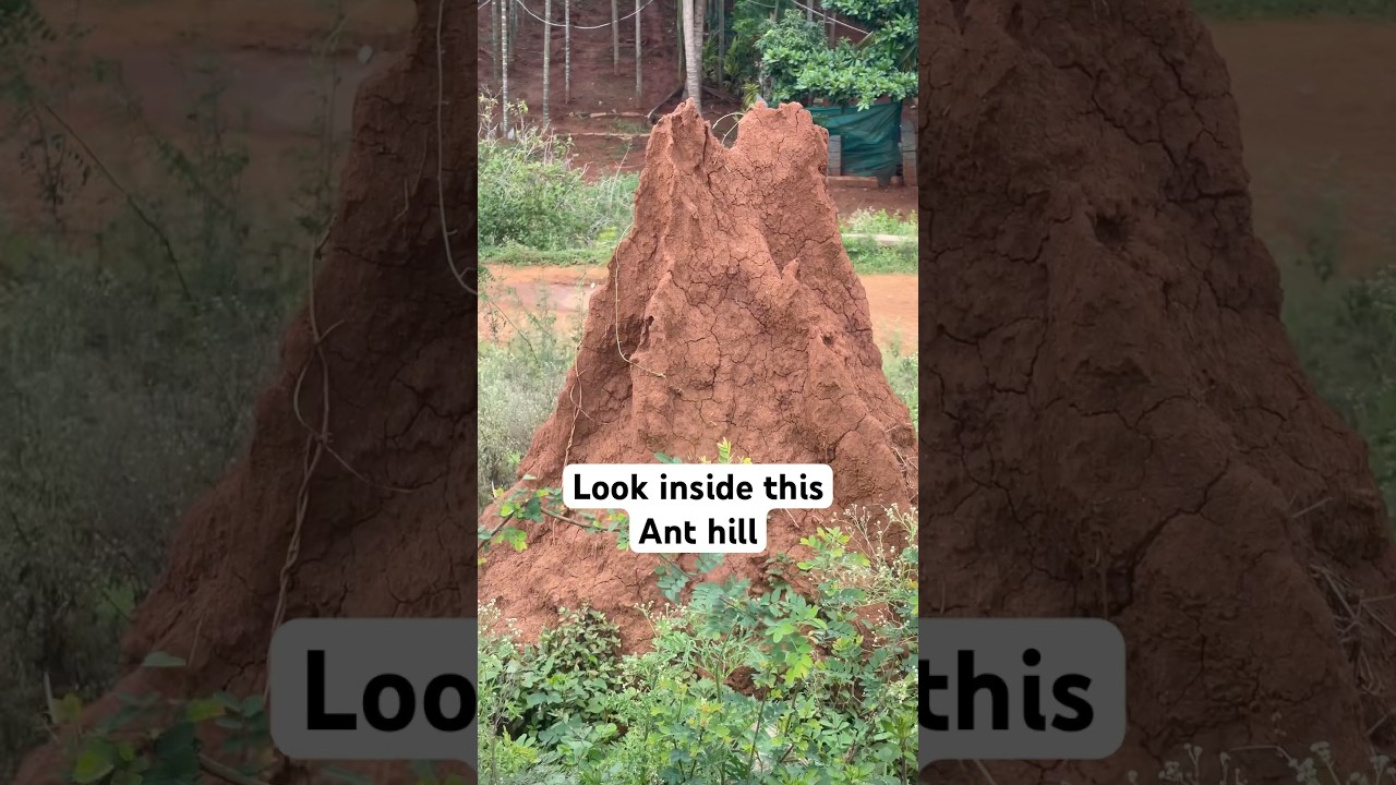 Found a big ant hill look like a castle #vlog #explore #nature  #shorts