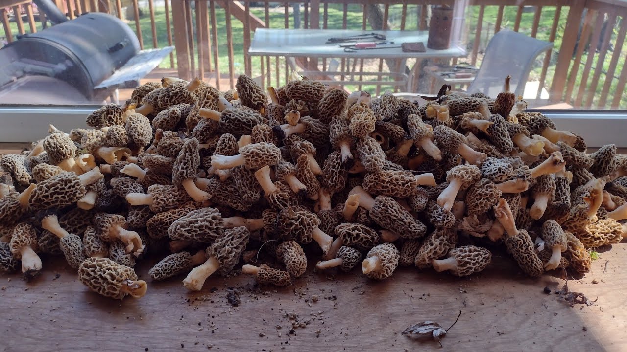 Morel Mushroom Hunting
