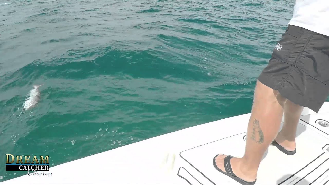 Mutton Snapper In The Shallows Off Key West