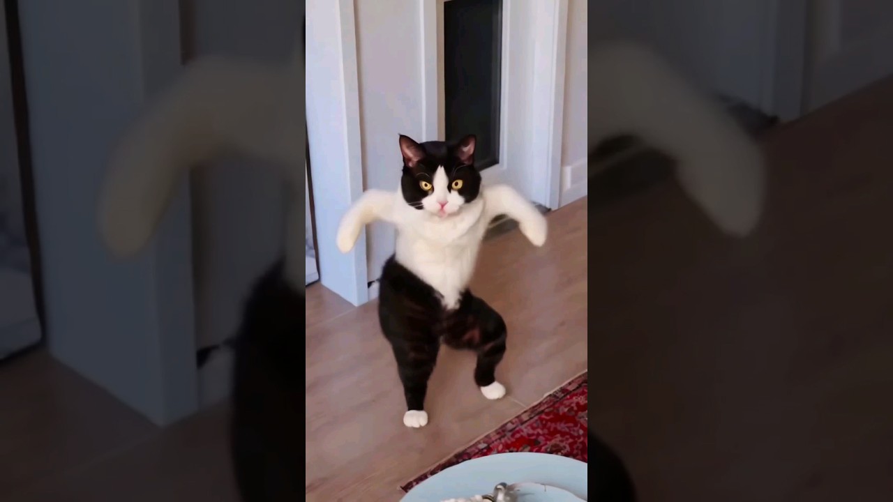 Wow kucing lucu ngegas 😹