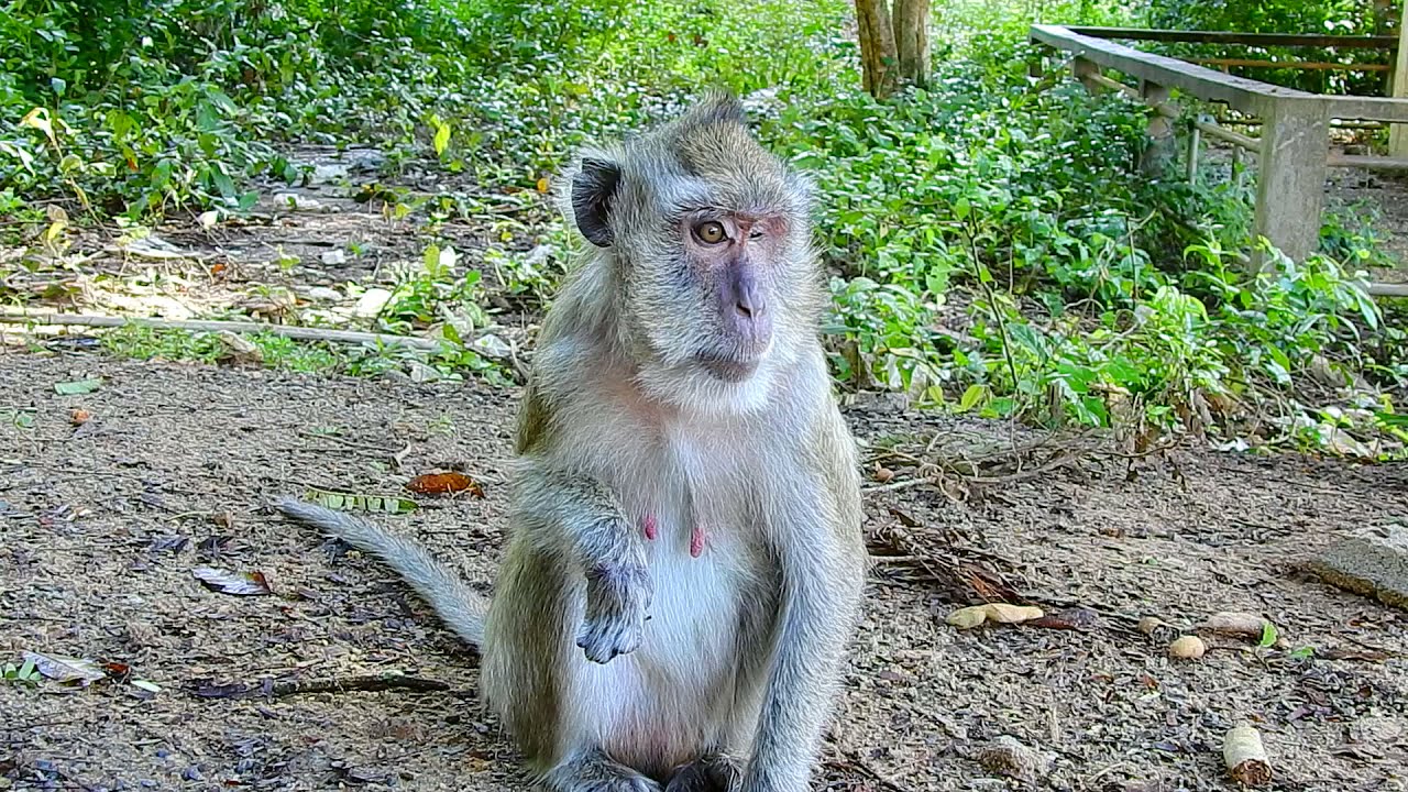 When the Vegas monkey was blind, she was hungry and saw us coming, so she quickly ran down the tree.