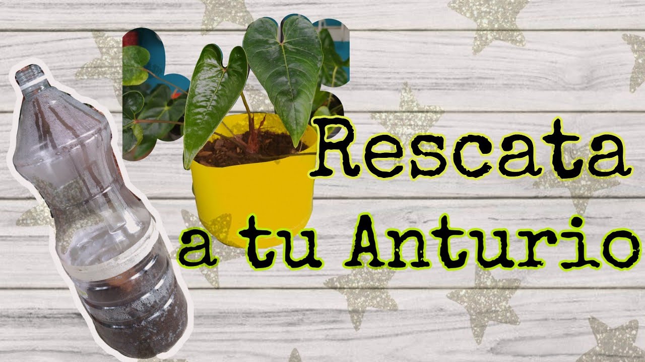CÓMO RESCATAR UN ANTURIO🍃