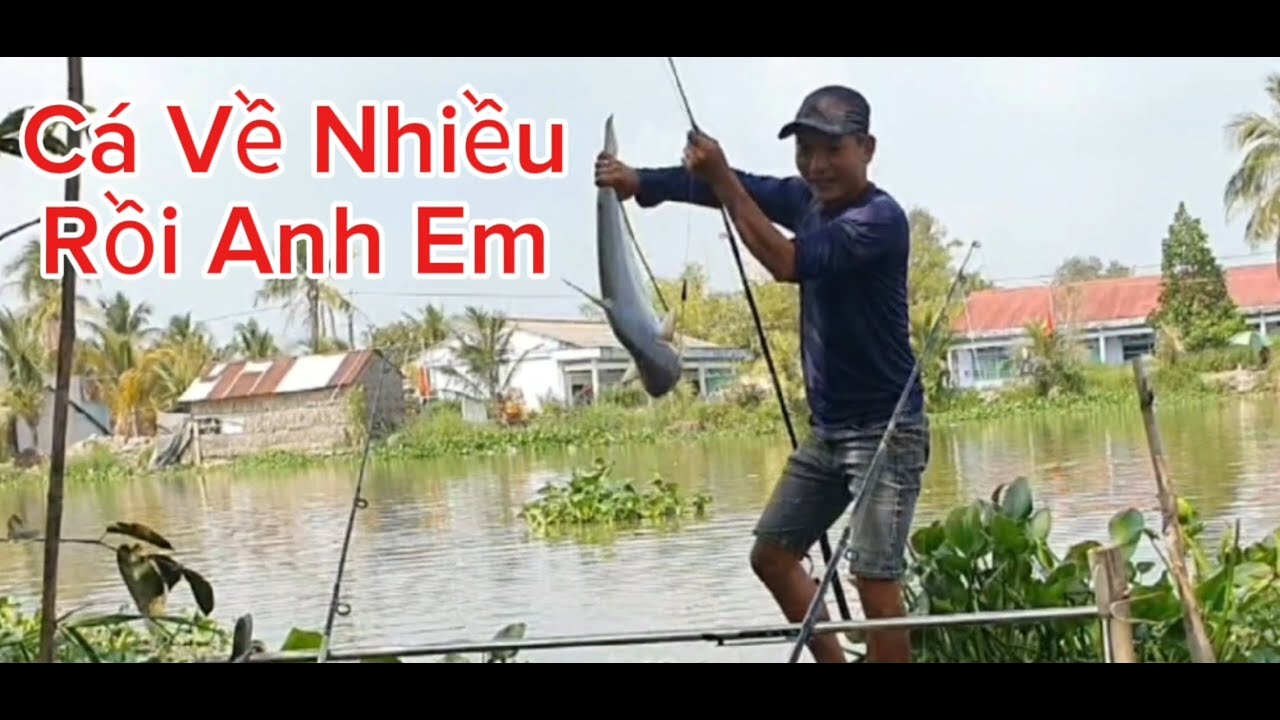 Câu cá tra sông cá về nhiều lắm anh em
