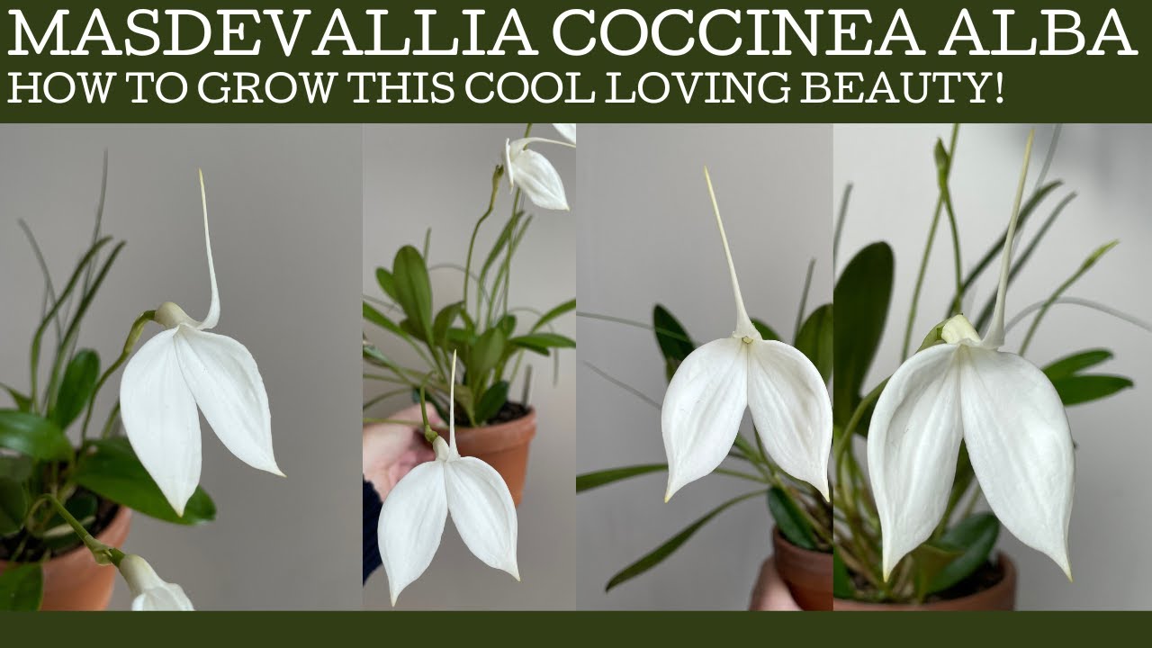 How to grow the white Masdevallia coccinea alba: just keep it cool!