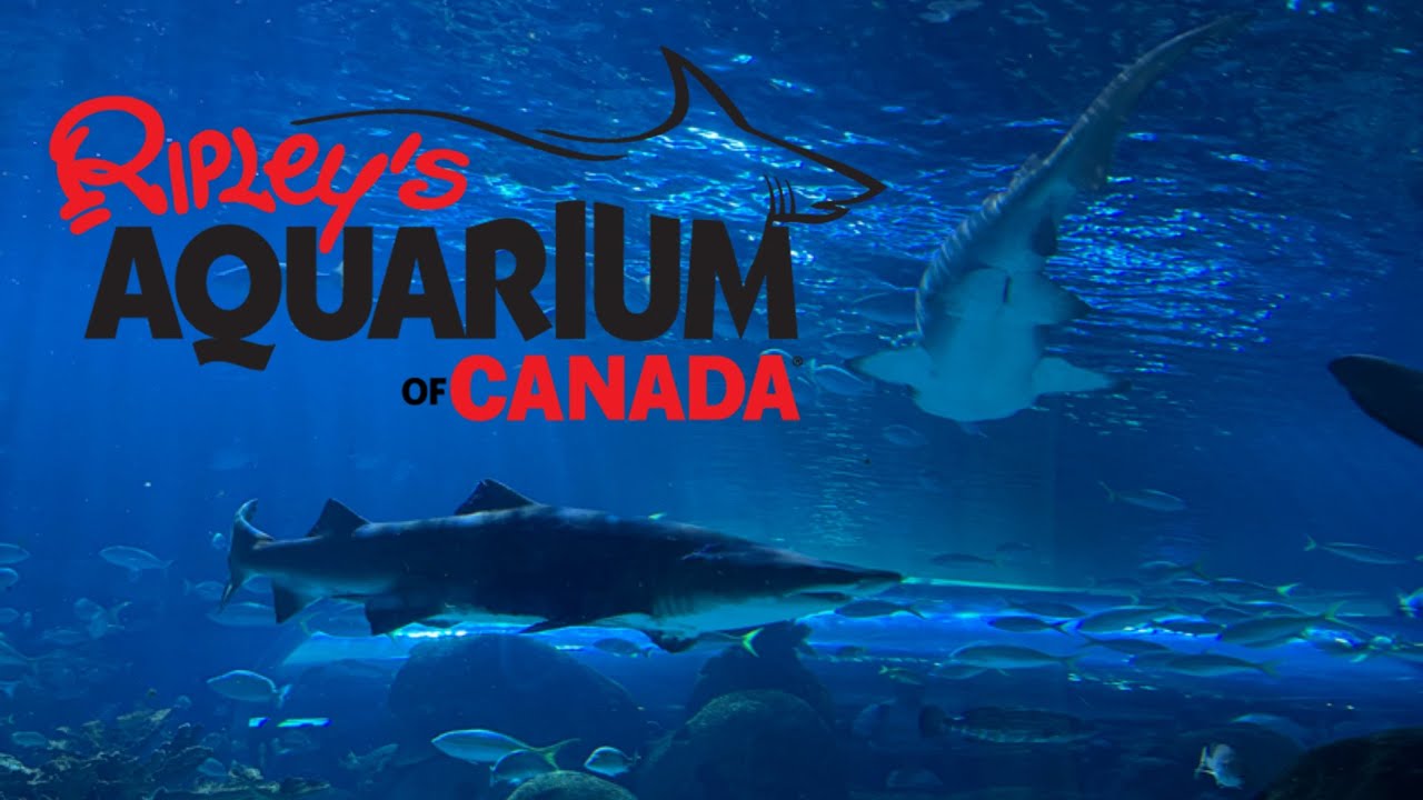 Ripely’s Aquarium Toronto Canada