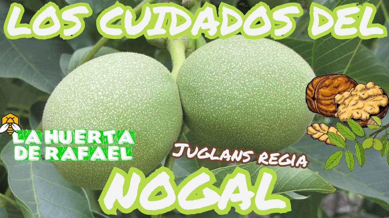 Los cuidados del Nogal (ARBOL DE NUECES) y su floración|•|[Juglans regia]|•| 3EraTemporada