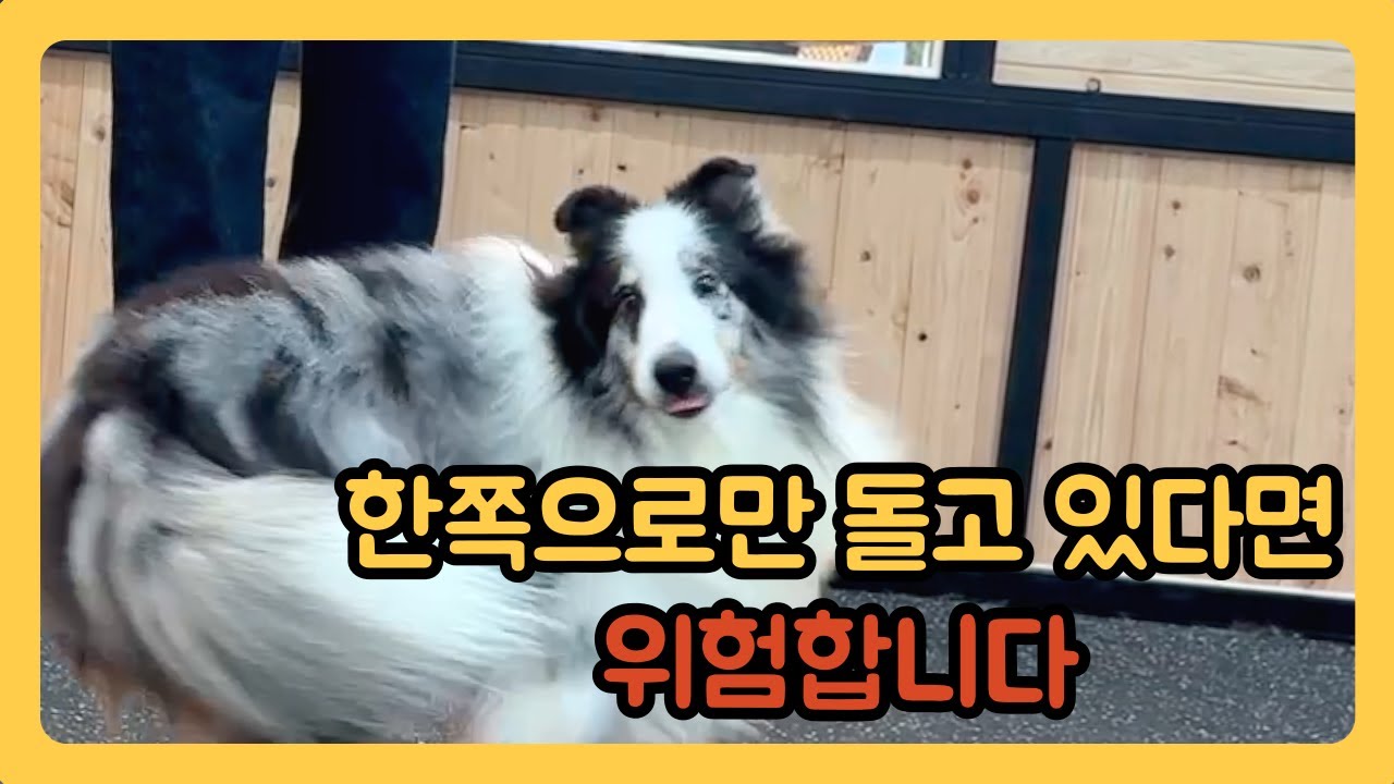 우리 아이는 얼마나 유연할까?ㅣ독피트니스 레프트 라이트 강아지 개인기[셔틀랜드싑독 셀티 shetlandsheepdog sheltie