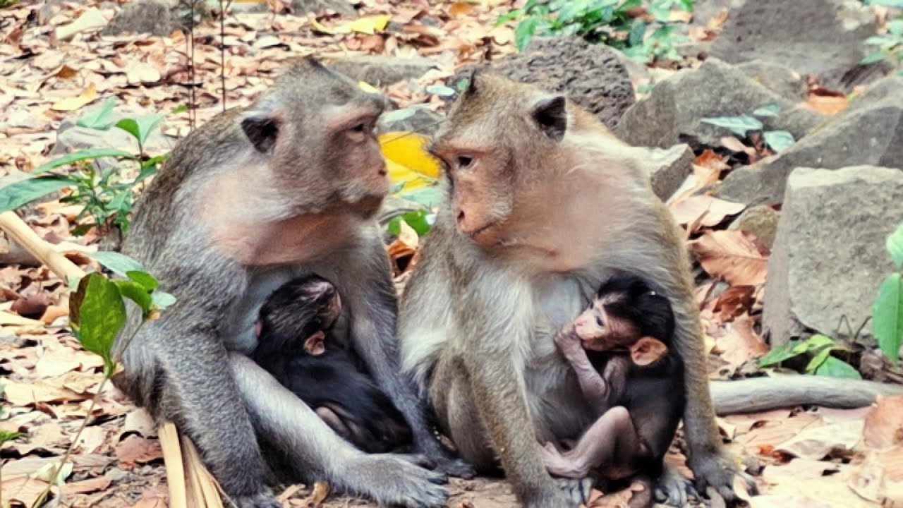 Adorable Baby Monkey in Angkor Area, #64.