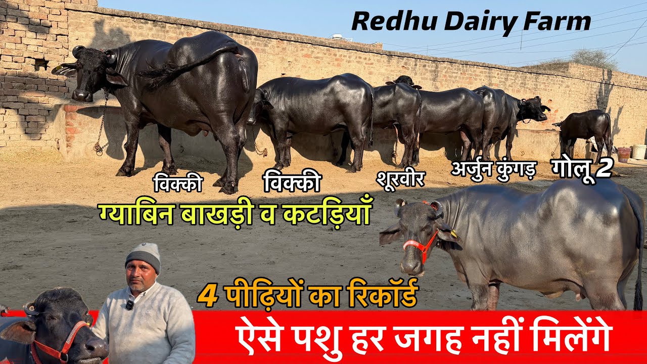 🔴4 पीढ़ियों के रिकॉर्ड वाले ऐसे पशु हर जगह नहीं मिलेंगे👉कीमती पशुओं के लिए क़ीमत लगाने वाला चाहिए।