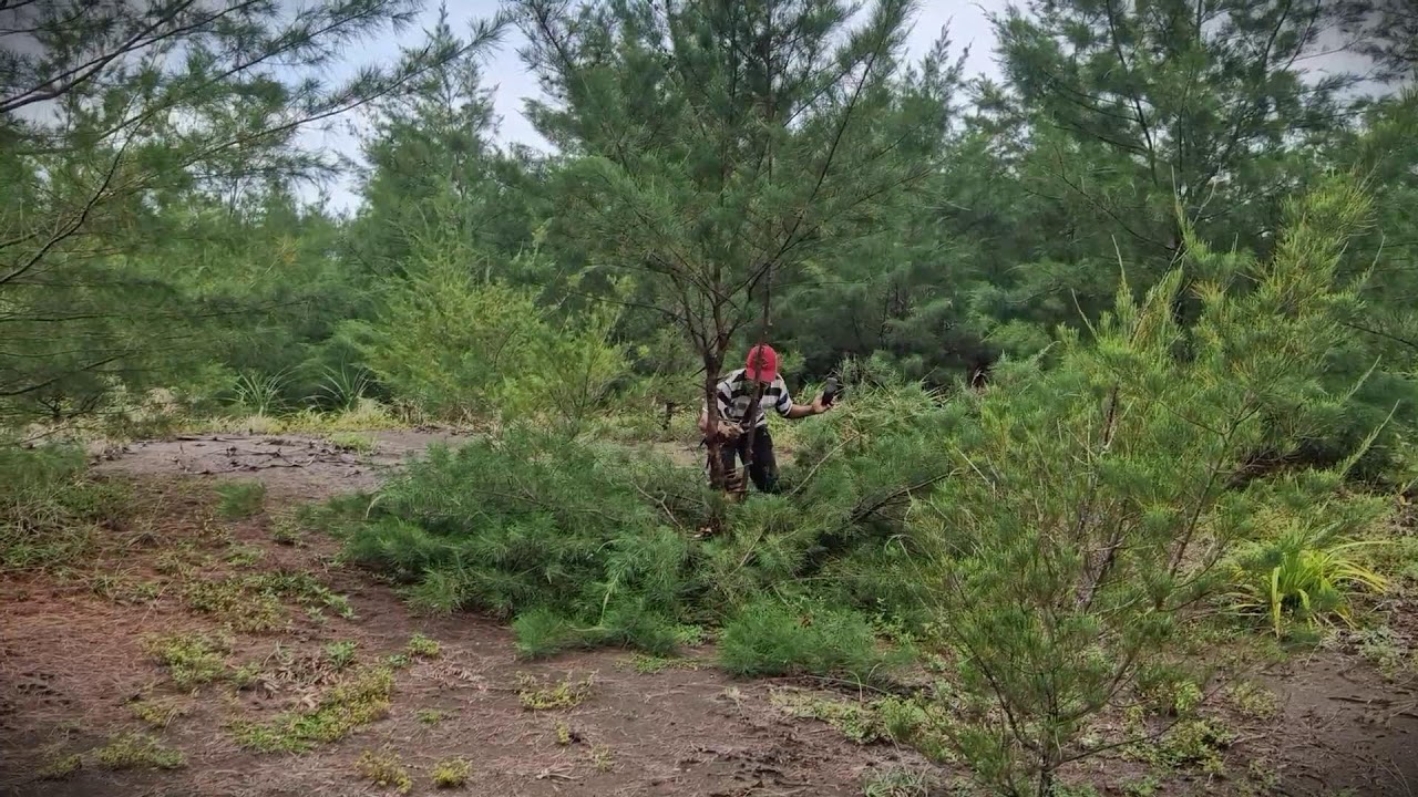 Manual Trimming: How to Shape Young Cypress Trees _FarmersLife _Shorts