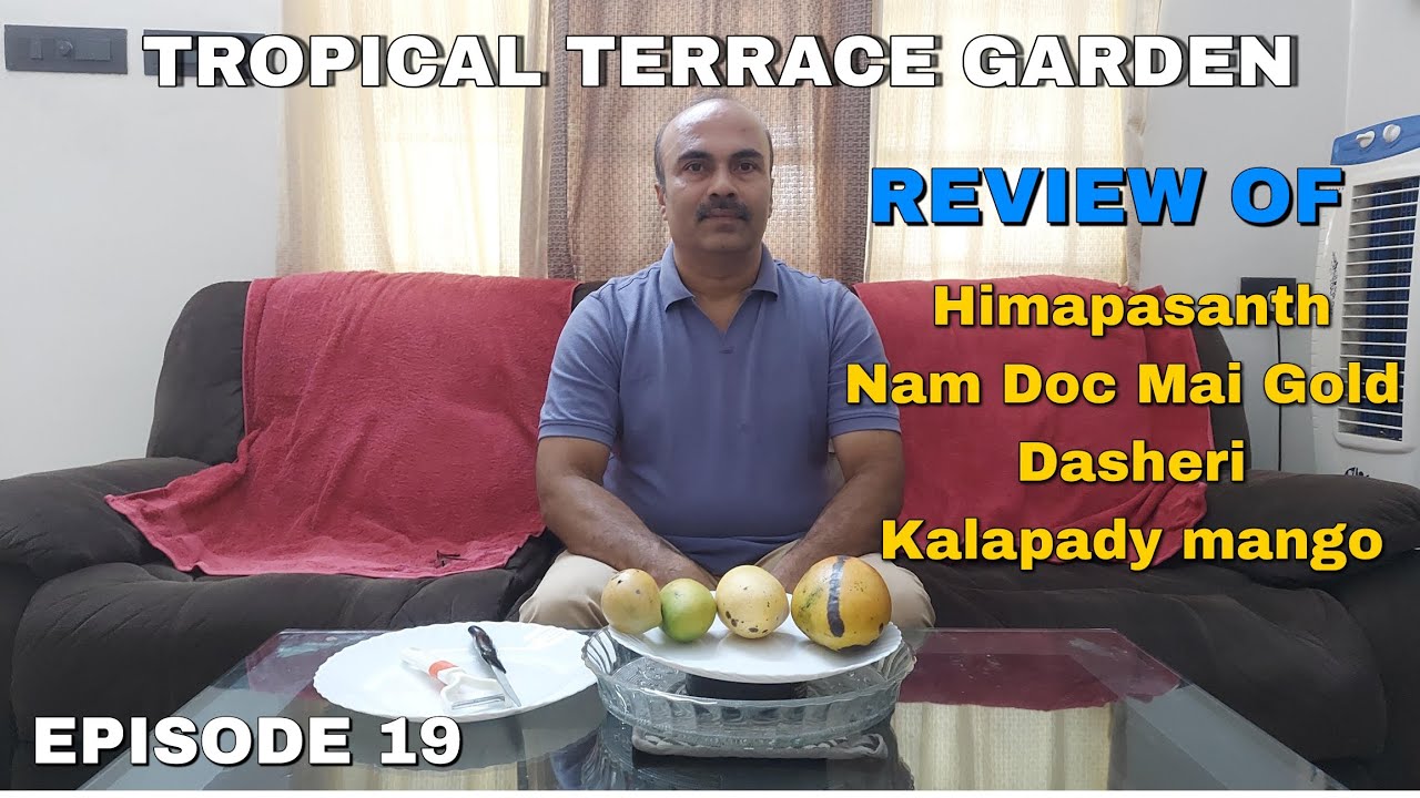 Episode 19 | Himapasanth | Nam doc mai Gold | Dasheri | Kalapady mango Review