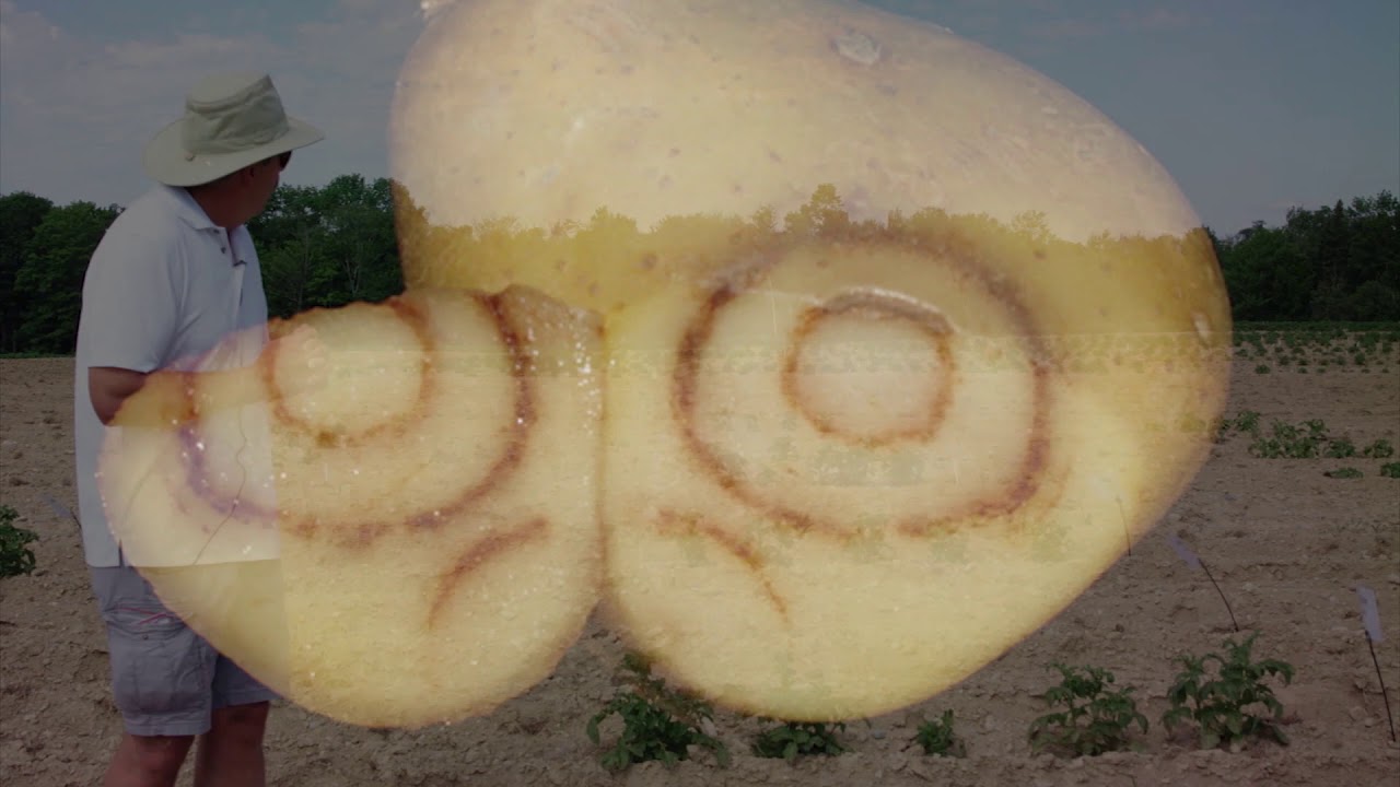 Potato Virus Y