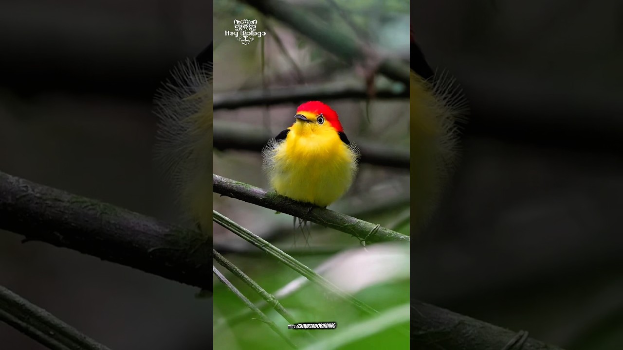 O Rabo-de-arame (Pipra filicauda) #biologia #animais