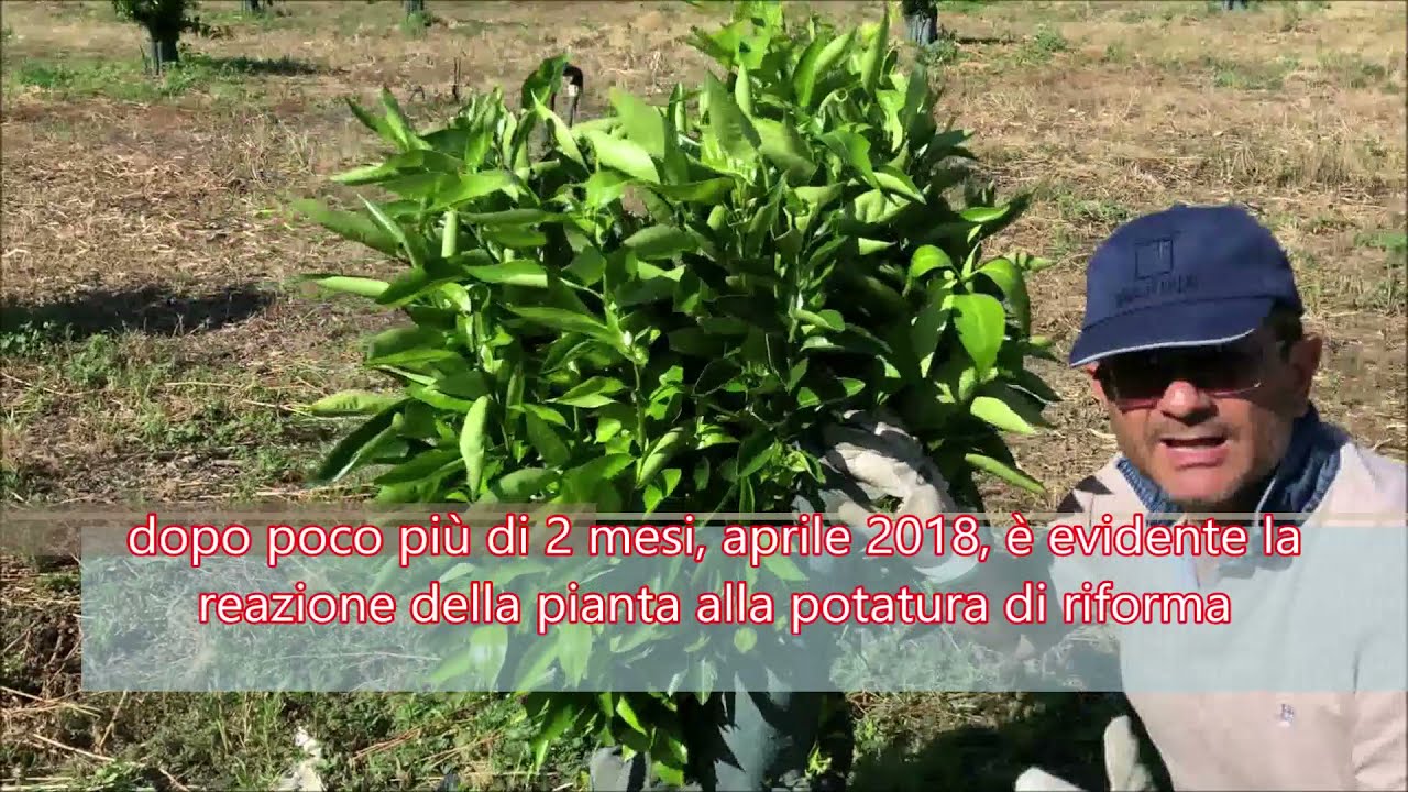 POTATURA DI RIFORMA ESPERIENZE IN SARDEGNA