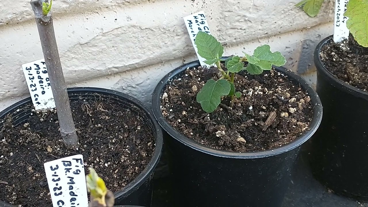 Fig Tree Collection Started this Year 2023