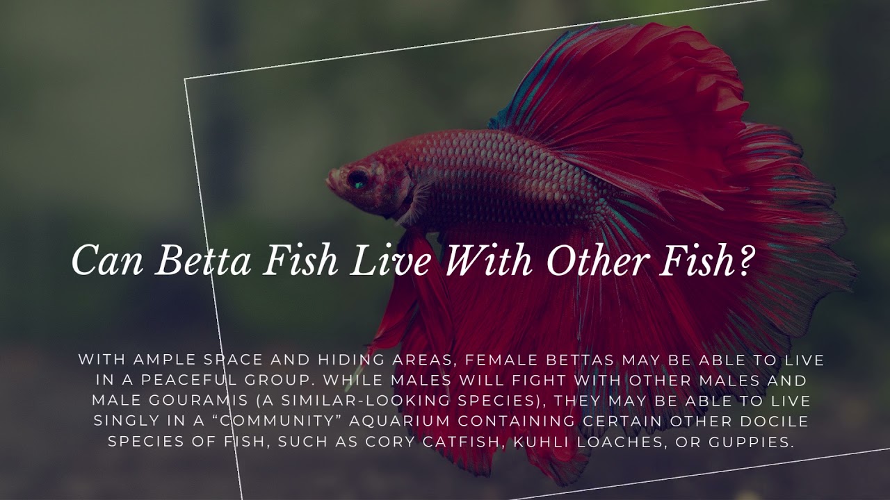 Indian wild betta documentary | Indian Wild Betta Fish (Documentary)