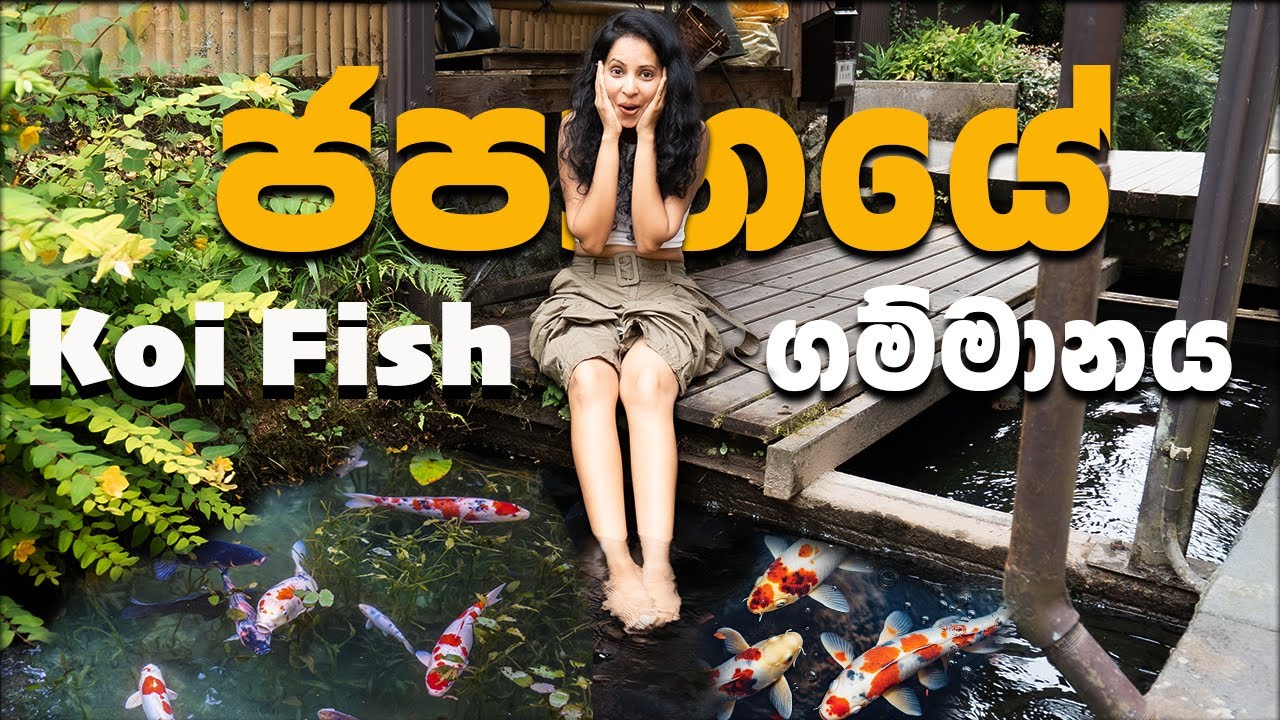ජපානයේ ගැමි ජීවිතේ හා බැඳුණු Koi Fish