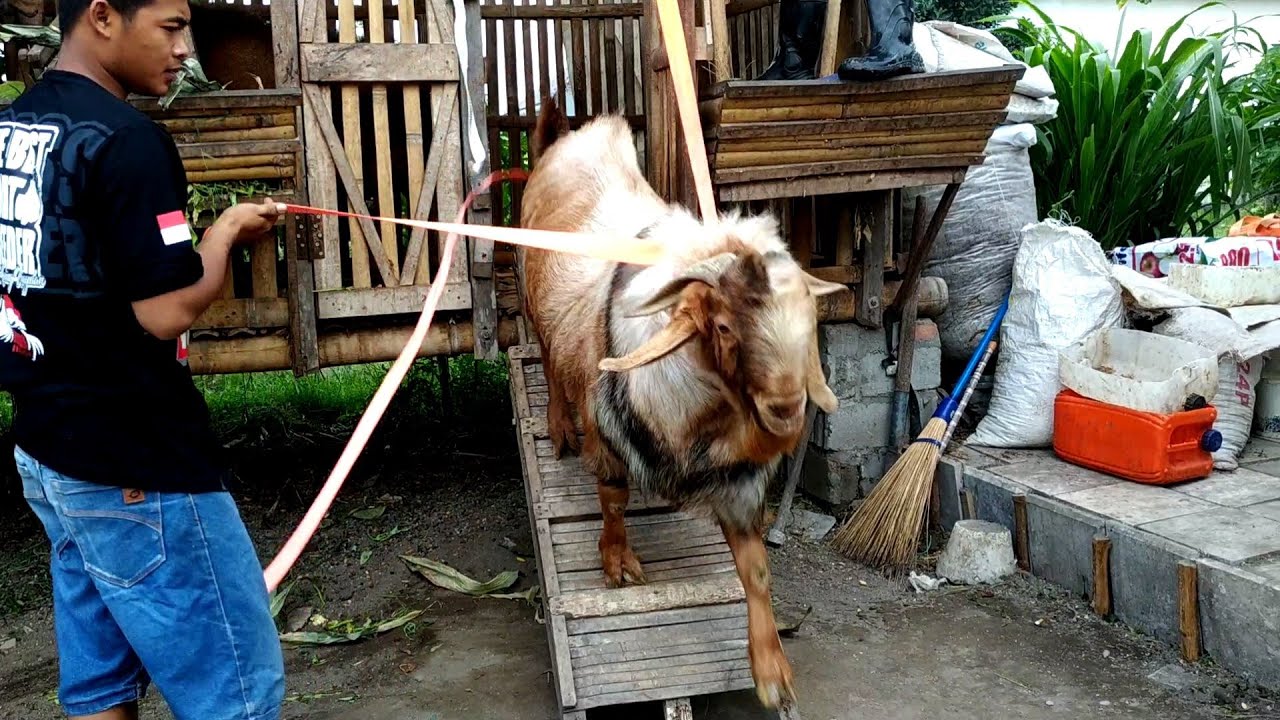Unloading The Biggest Boer Goat | Boer Goat Farm in Village