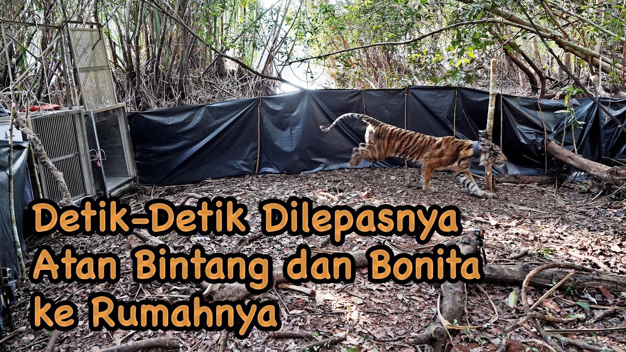Detik-Detik Dilepasnya Atan Bintang dan Bonita ke Rumahnya.