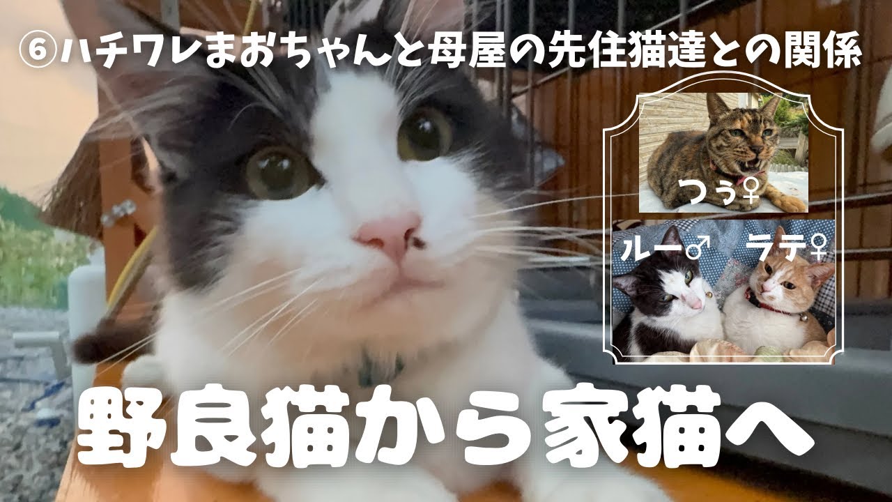【保護猫 6】野良猫から家猫へ～ハチワレまおちゃん（♂）と母屋の先住猫達との関係～