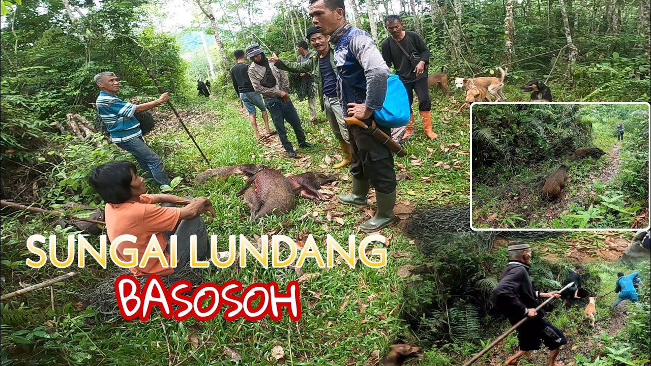 salah satu cara untuk mengurangi populasi hama babihutan yaitu berburu  tradisional pakai jaring