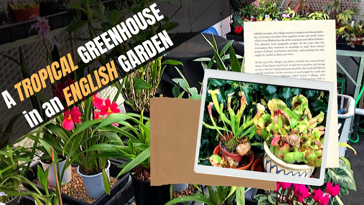 AN ENGLISH AUTUMNAL GARDEN; some carnivorous plants, LOTS of leaves & a surprise from Ed's Orchids!