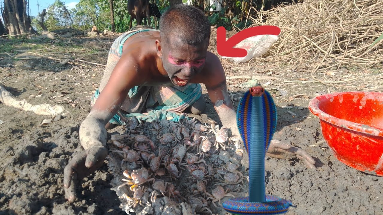 Fishing skills - Snakes came in while catching mud crabs in the marshes after low tide