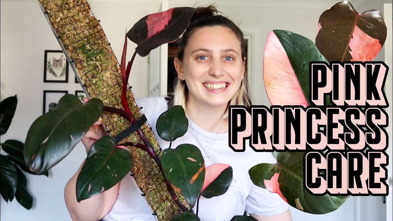 Philodendron Pink Princess Care 💖👸🪴 PPP Tips & Tricks