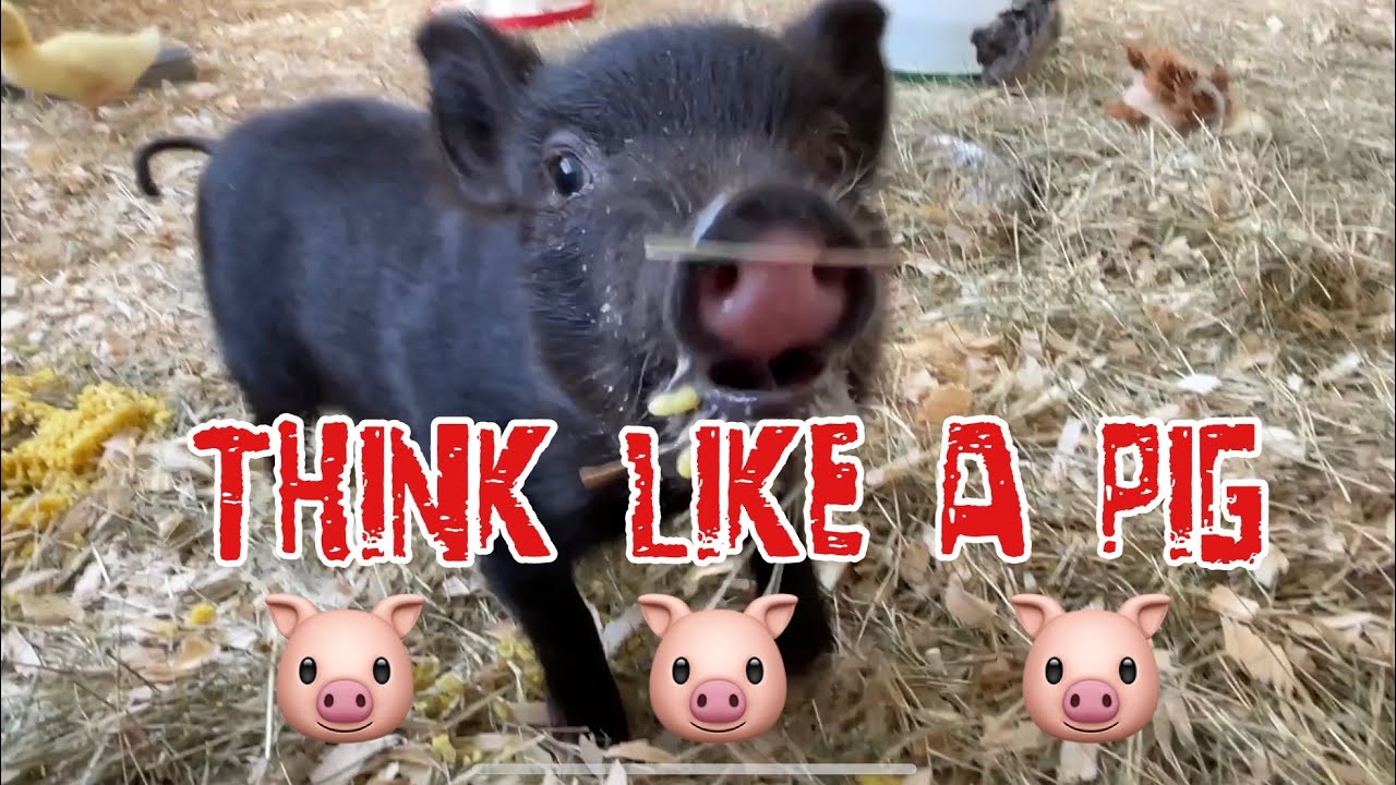 Lester thinks like a piglet