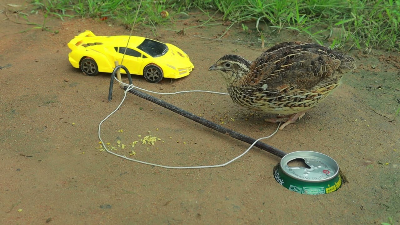 Simple Quick Creative Quail Bird Trap Technique That Works!