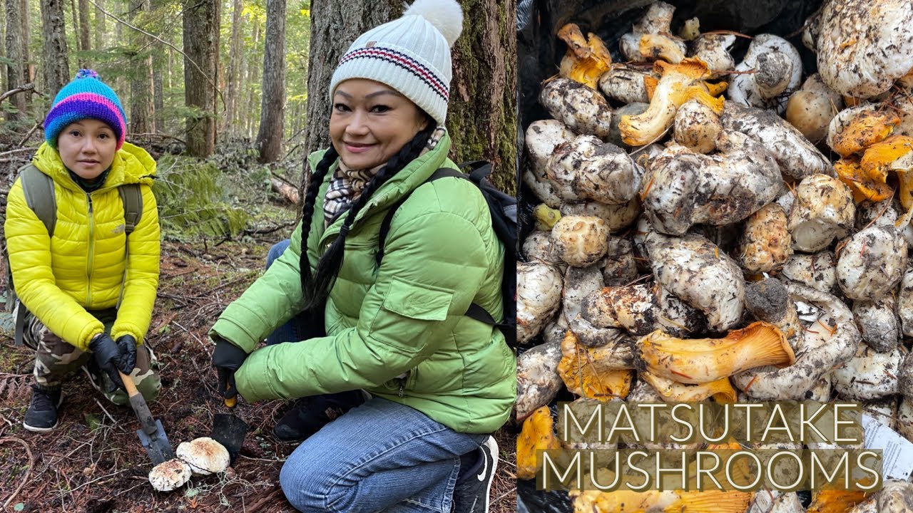 Foraging Expensive Matsutake Mushrooms - A Pine Mushroom Hunting Adventure