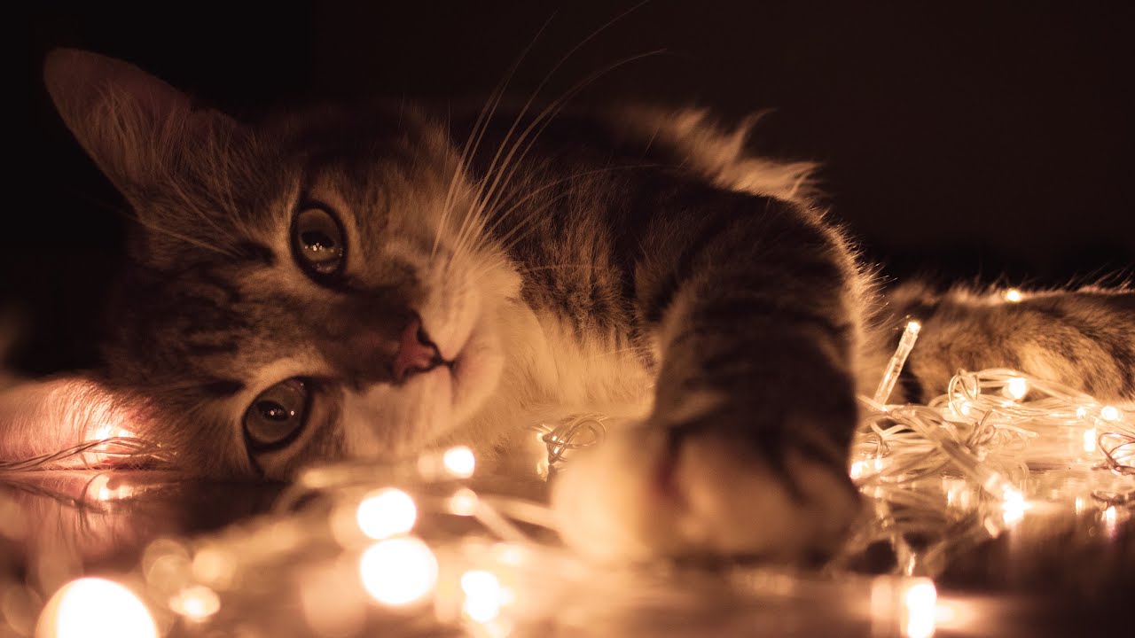 Релакс для сна Мурлыканье кошки у камина Relax for sleep A purring cat next to the fireplace #2