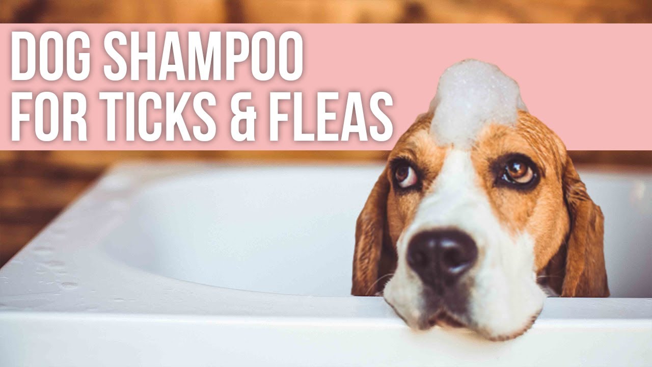 Best Dog Shampoo for Ticks & Fleas