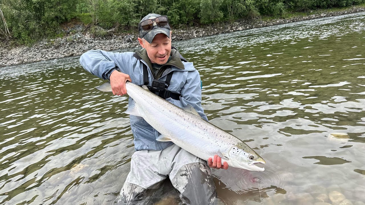 Chasing silver - Salmonfishing opening week Gaula 2024 at Nedre Løberg - Laksefiske - Laks