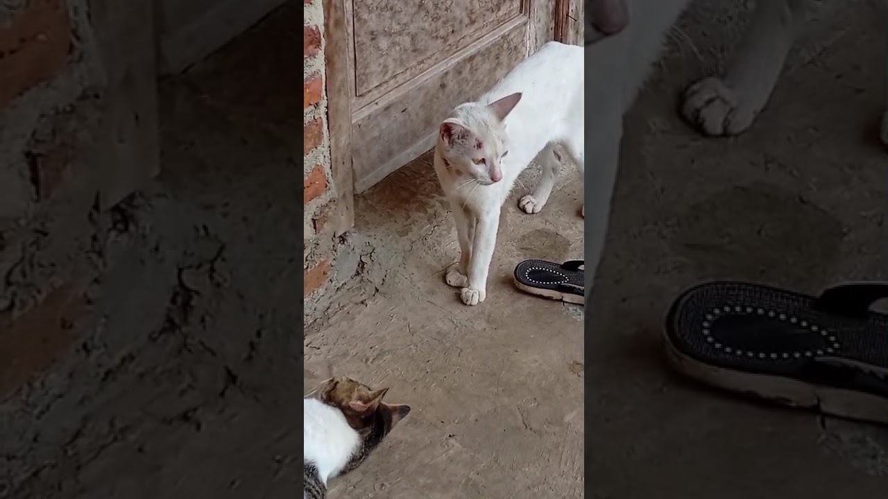 Lagi nyantai malah didatangi preman kampung... Auto kabuuur... #kucinglucu