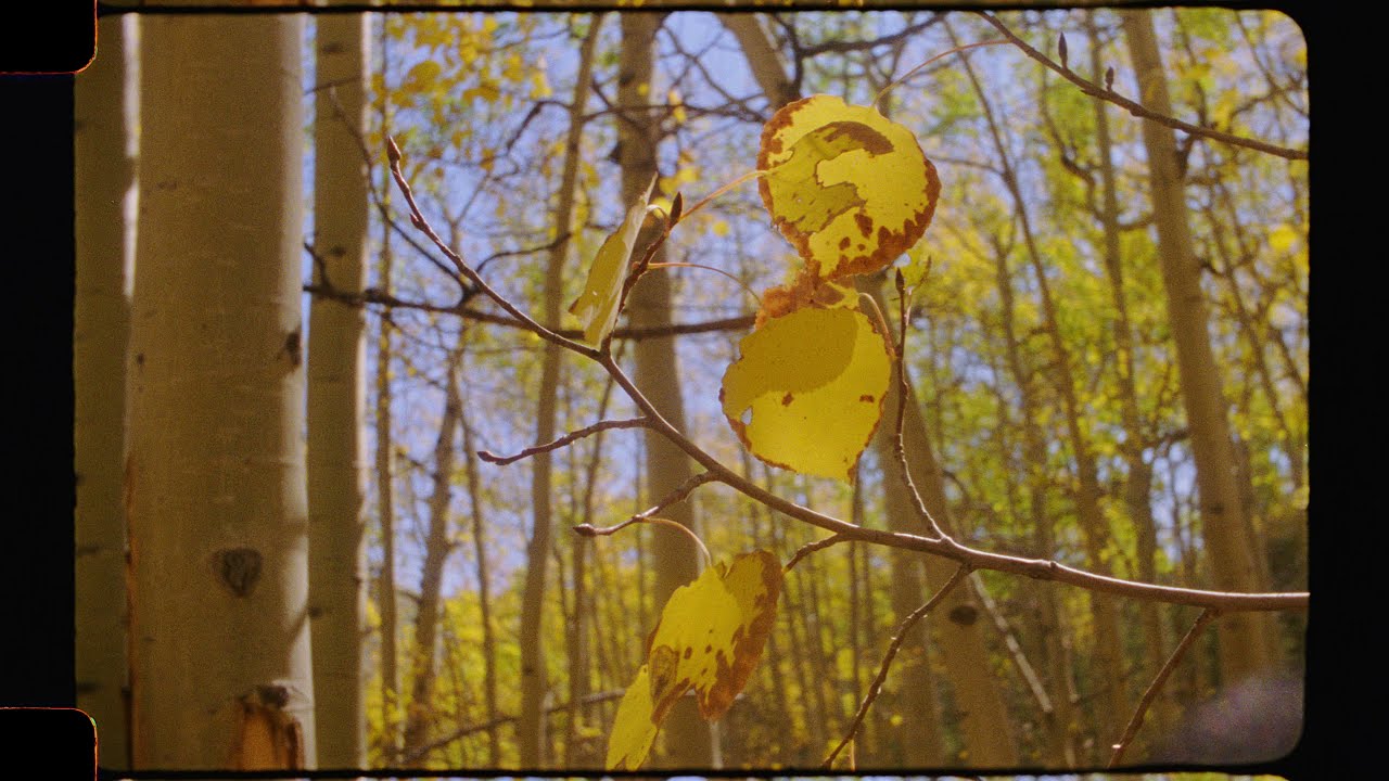 The Fall Color - Bolex Super16 Sample Footage - Lasergraphics 6.5K