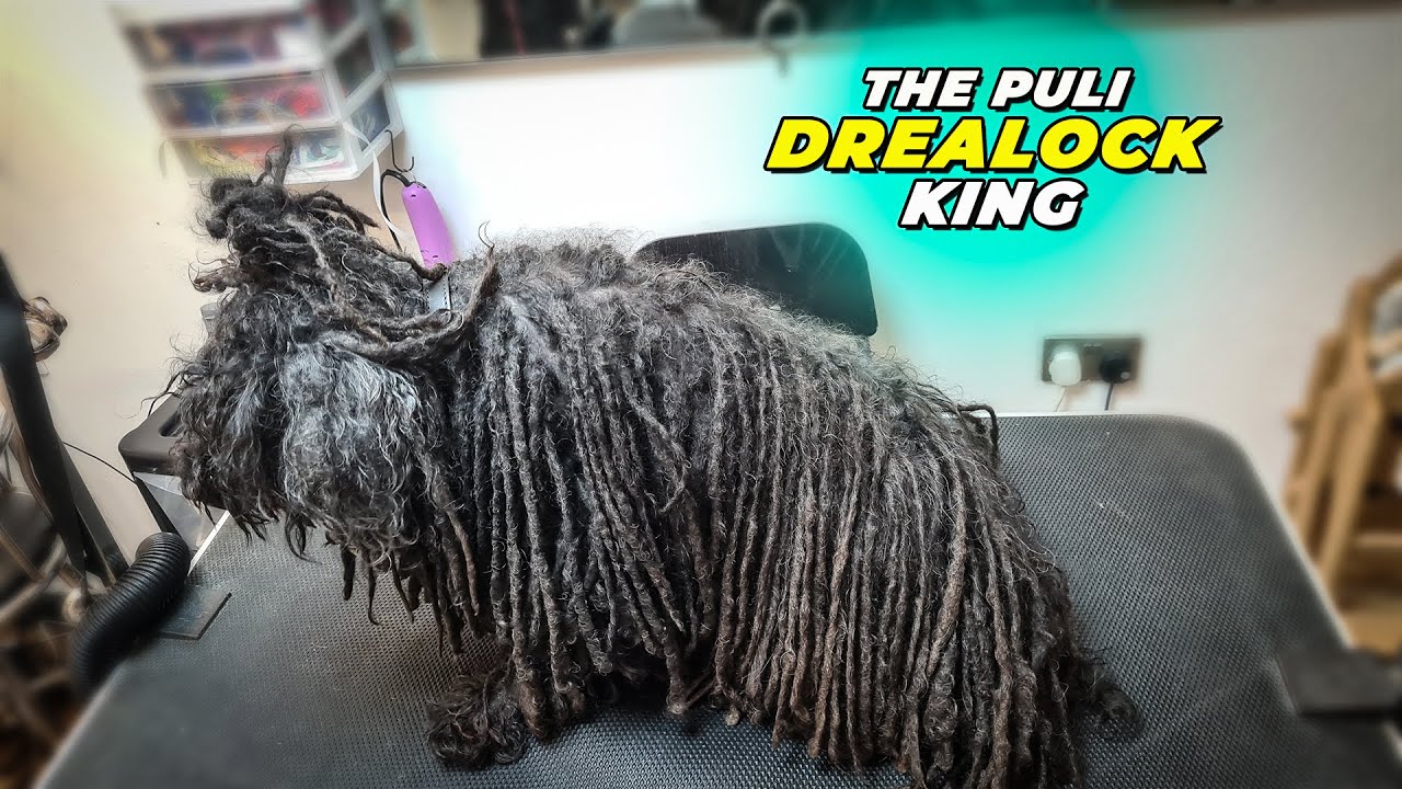 HOW TO BATH AND TRIM A PULI DOG.