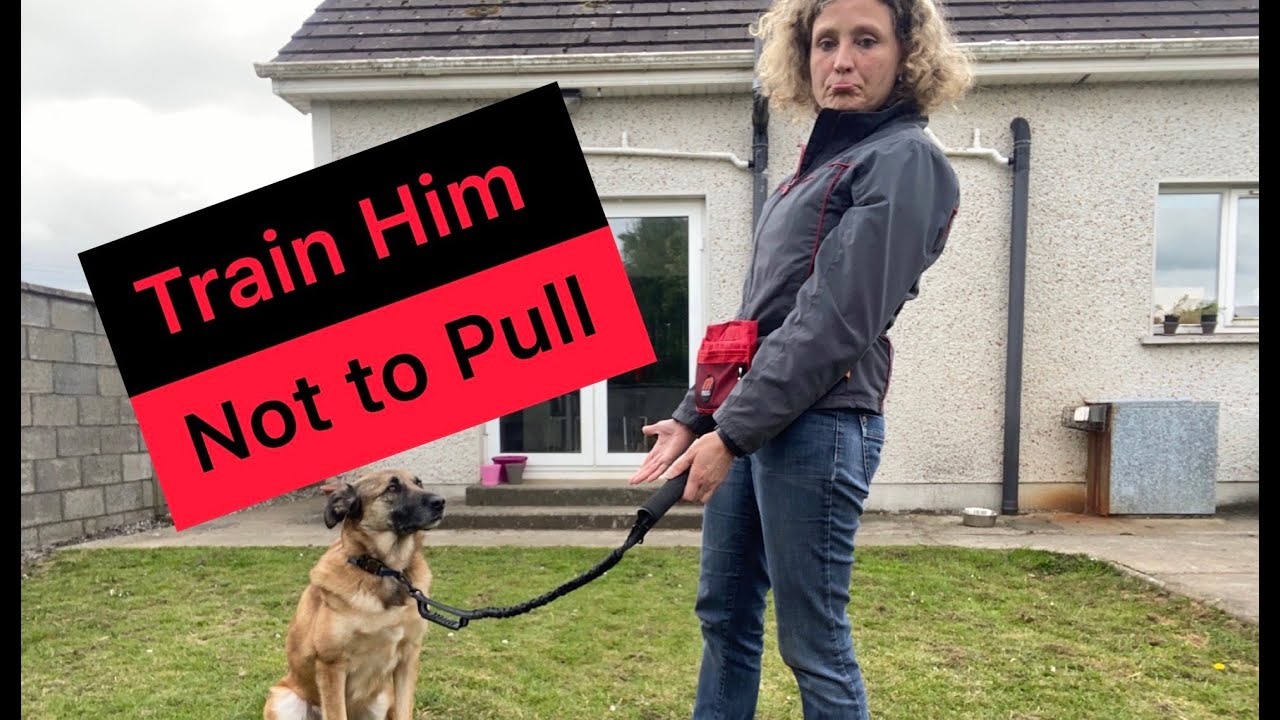 Loose leash walking made easy