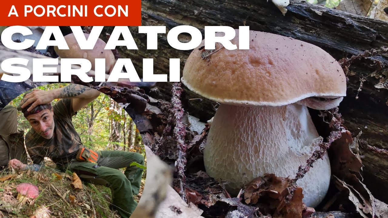 A porcini con @cavatoriseriali  - pt. 2 - Boletus edulis di castagno spettacolari!