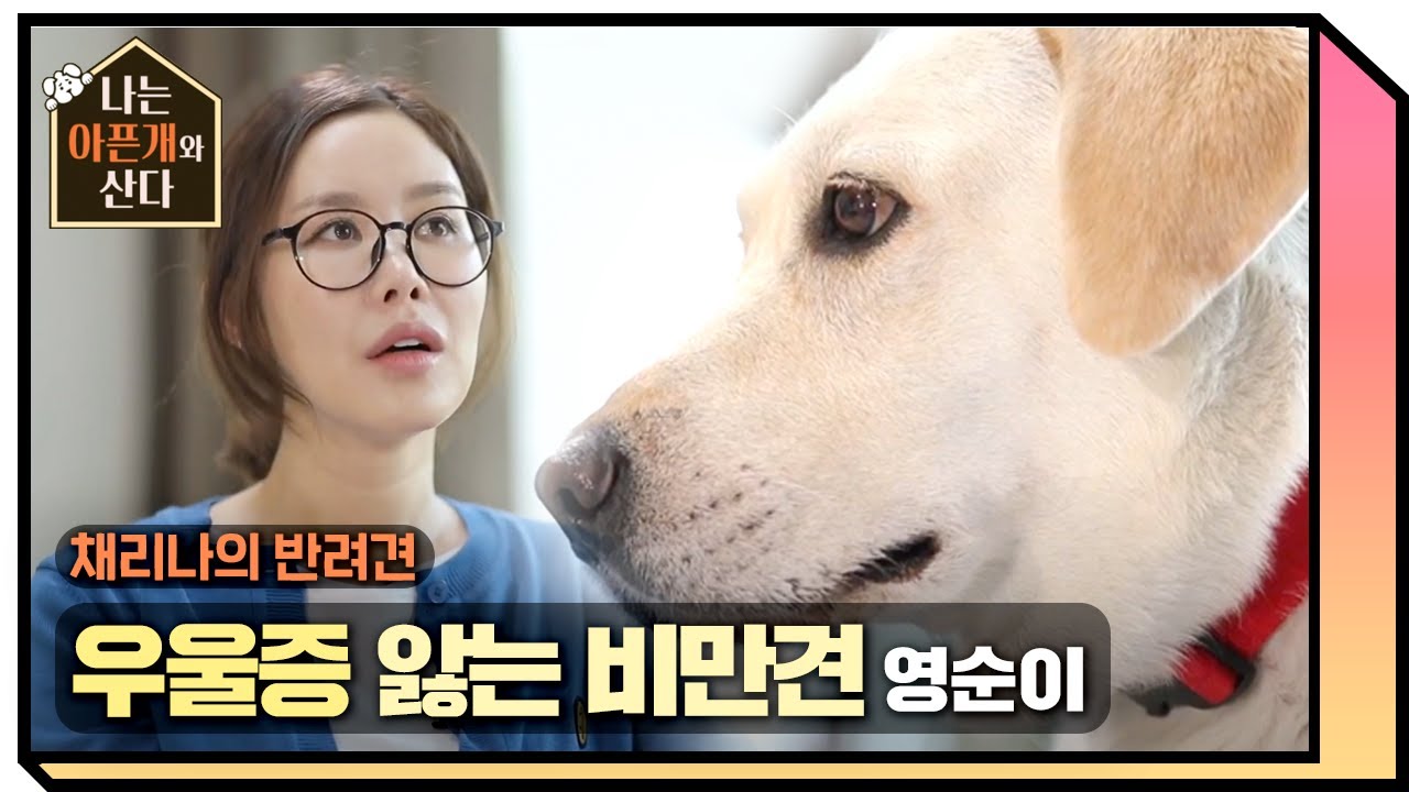 가수 채리나의 우울증을 앓는 비만犬 영순이 [나는 아픈개와 산다] 20200618