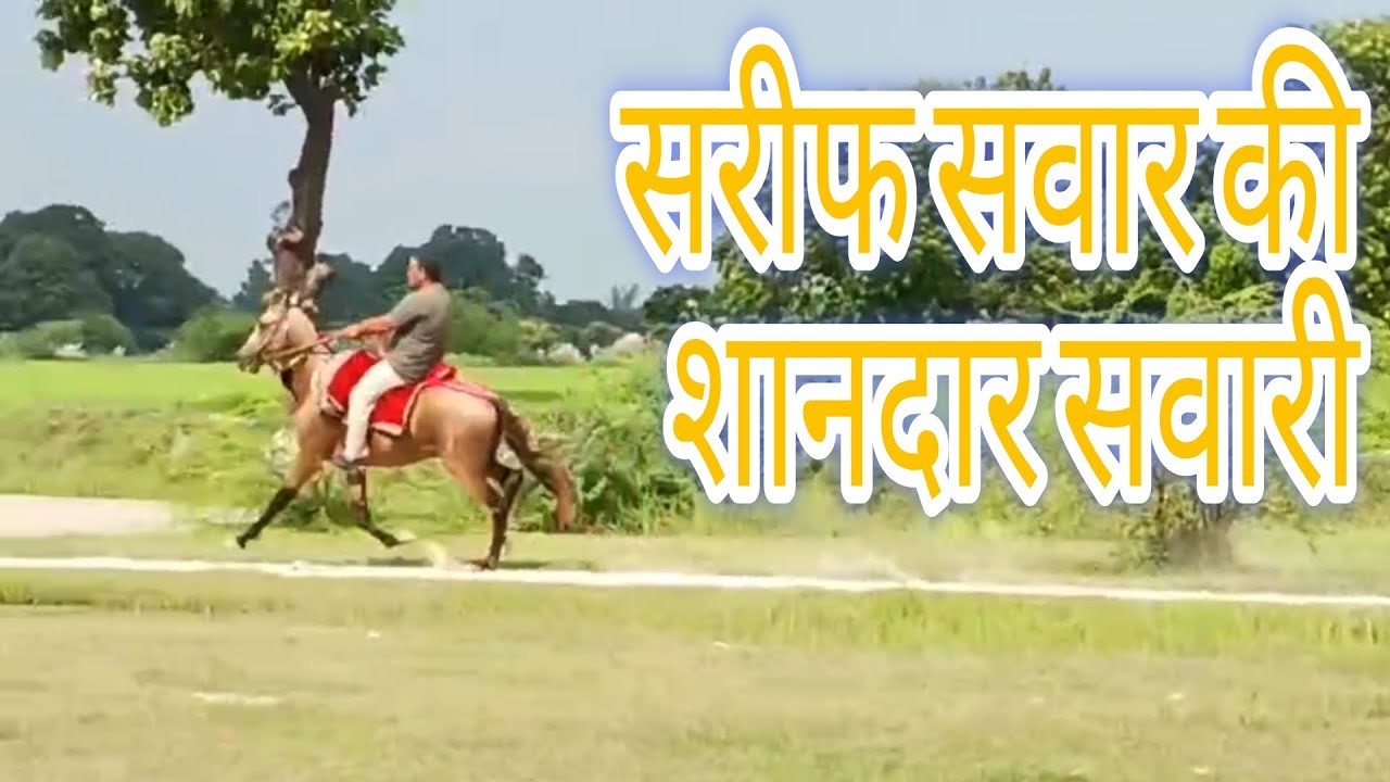सरीफ सवार की शानदार सवारी #horsetrack #horse #indiansindhi #horsefan 