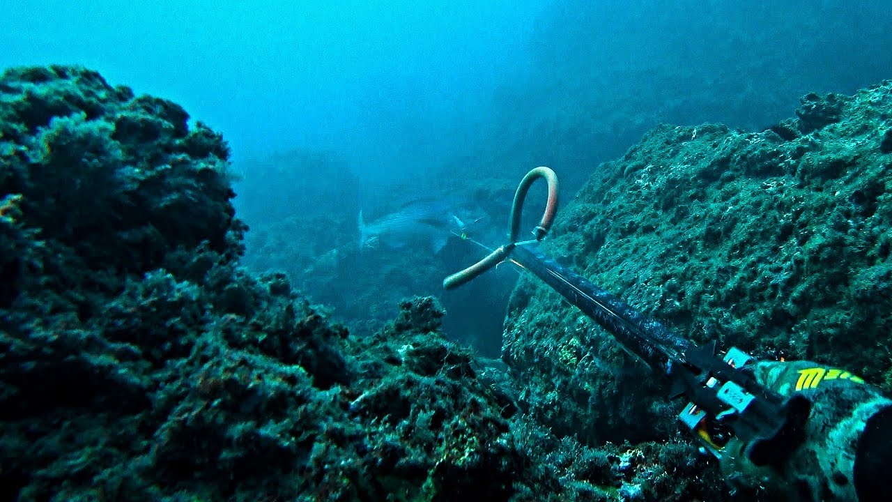 Spearfishing Shallow Winter Dentex