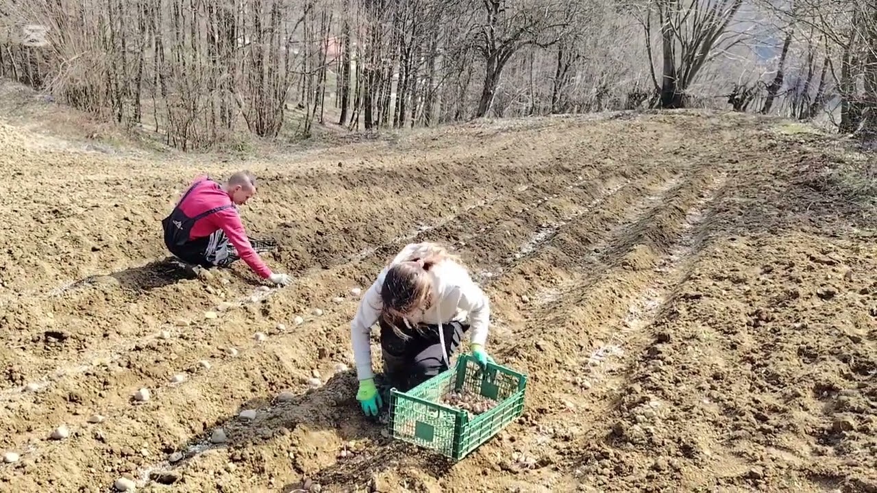 Sijanje krompira i luka pukla motika 