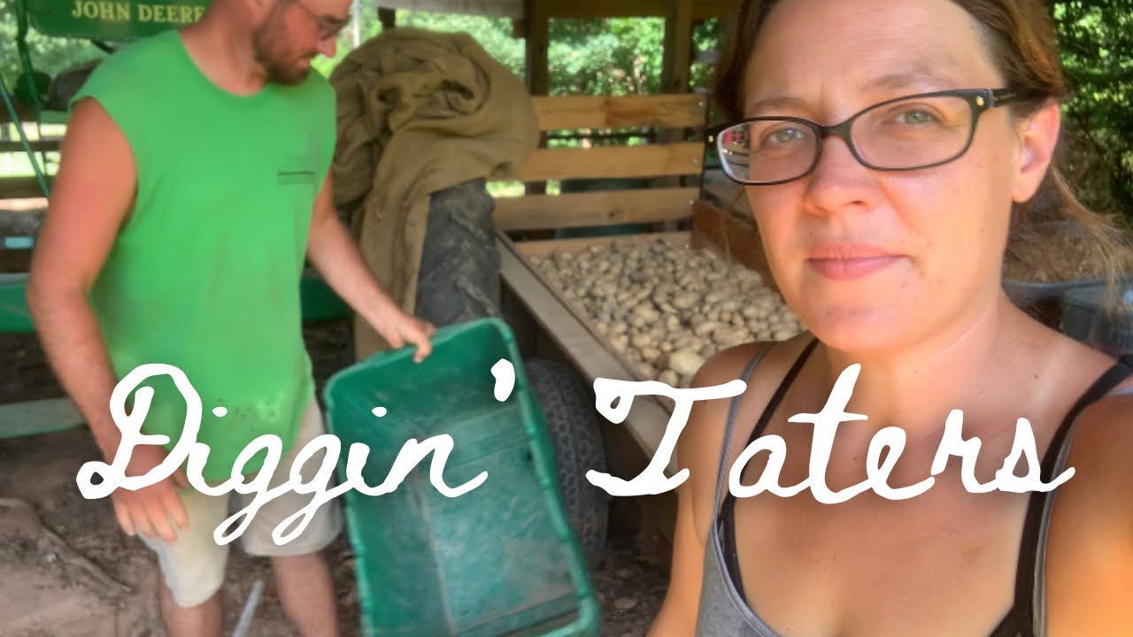 Digging and Storing Your Potatoes