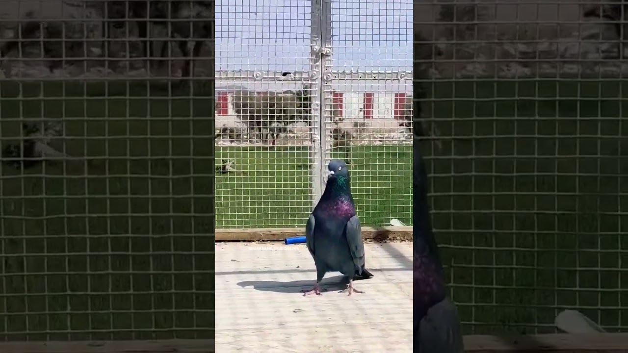 black pigron/#teddy #pigeons #birds