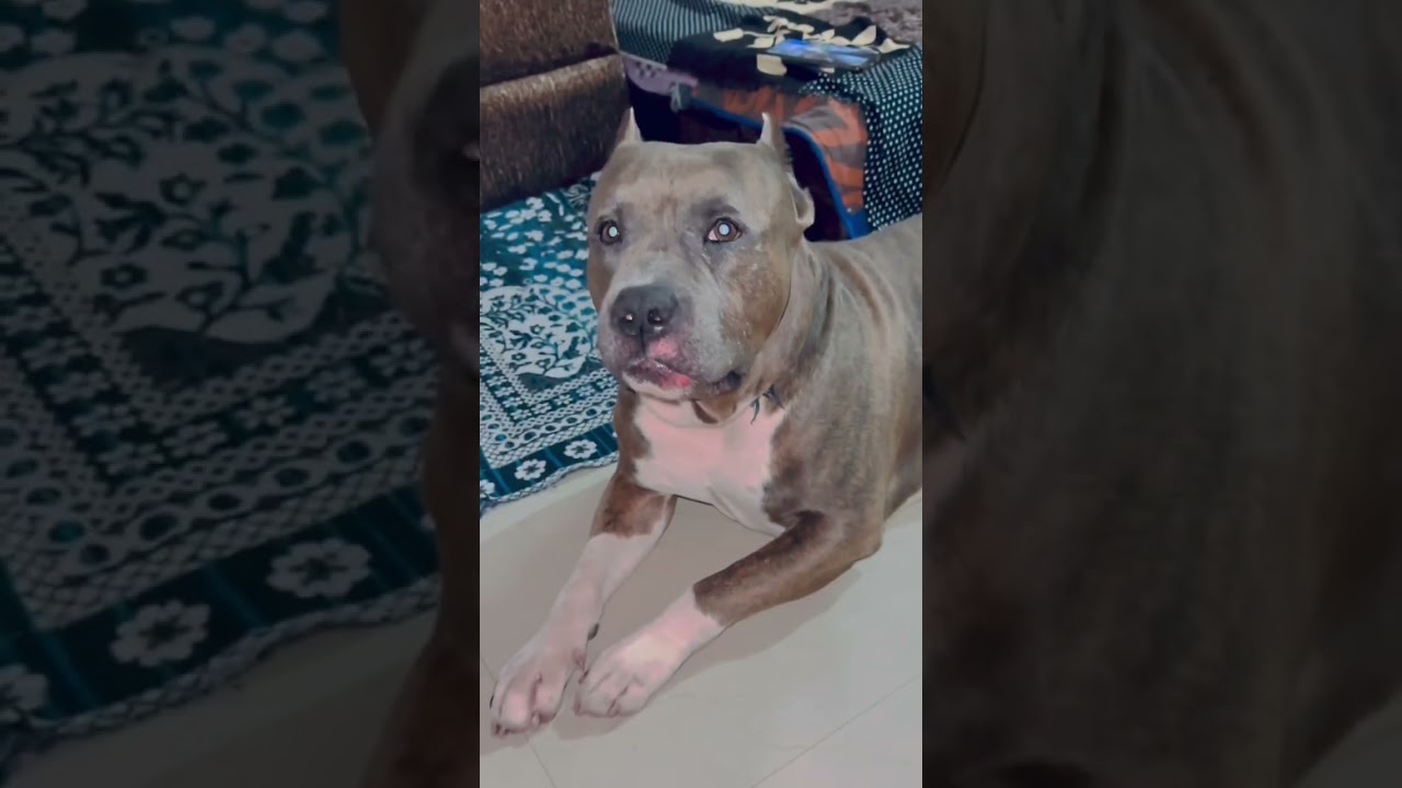 My #pitbull is suffering from lot of #pain #cutedog #americanbully #babyvideos #baby #dog #dogcare